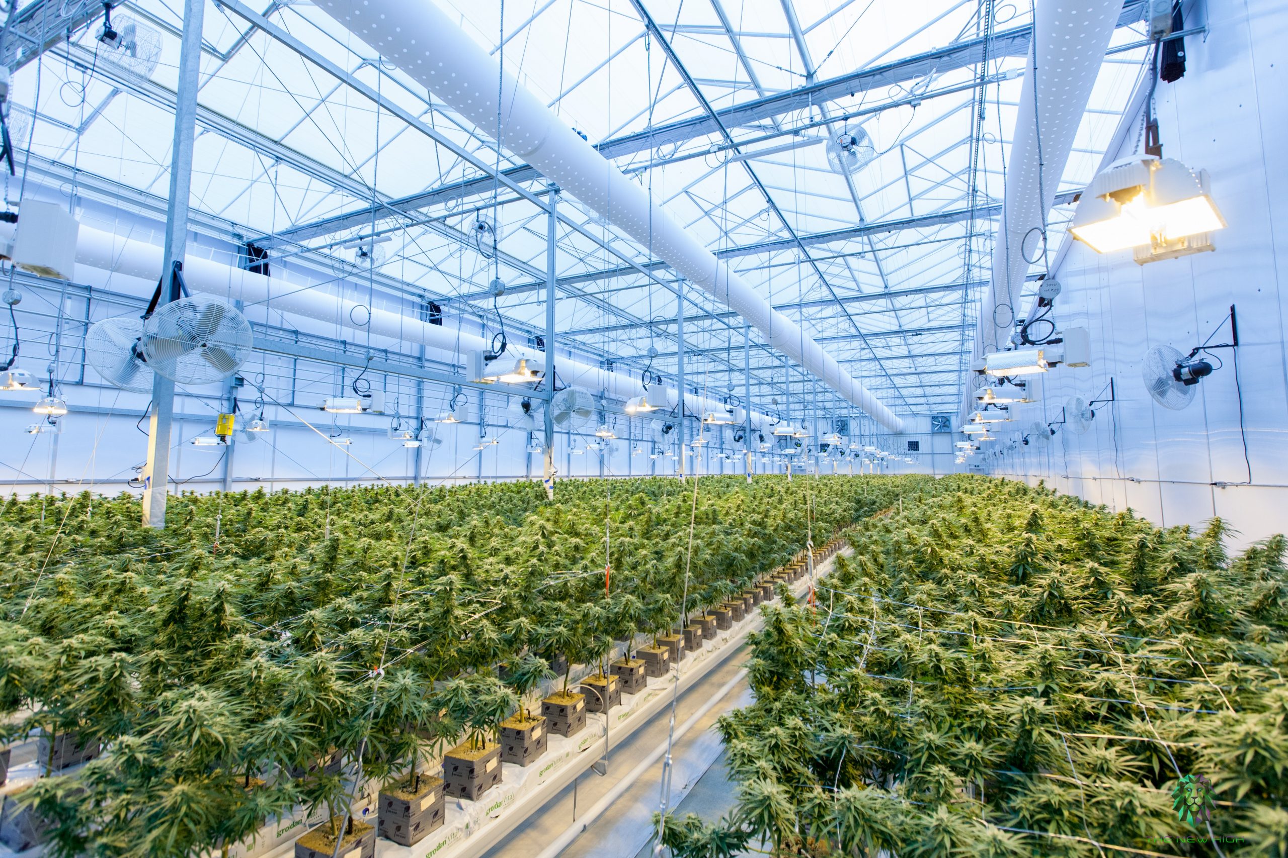 marijuana plants in a greenhouse